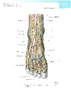 Sobotta  Atlas of Human Anatomy  Trunk, Viscera,Lower Limb Volume2 2006, page 380